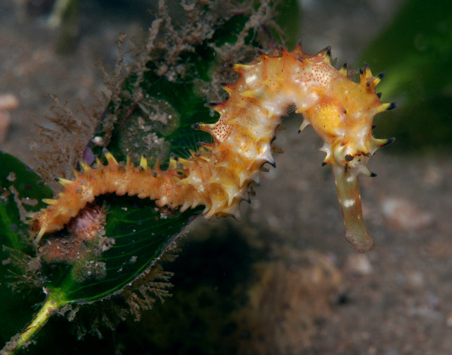 Hippocampus histrix (Ippocampo spinoso)